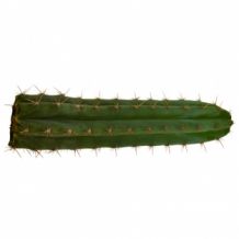 Trichocereus macrogonus | Echinopsis macrogona